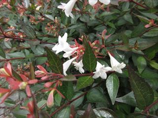 ハナゾノツクバネウツギ